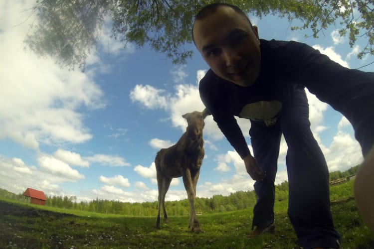 Emma the Moose Rescued