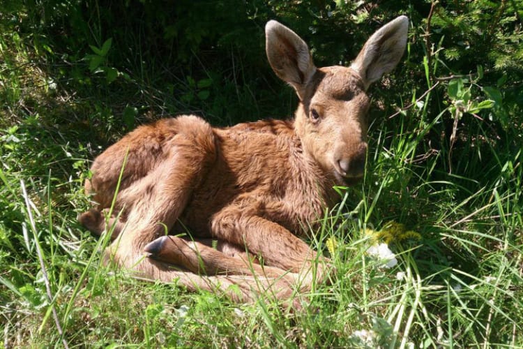 Man Rescues Baby Moose