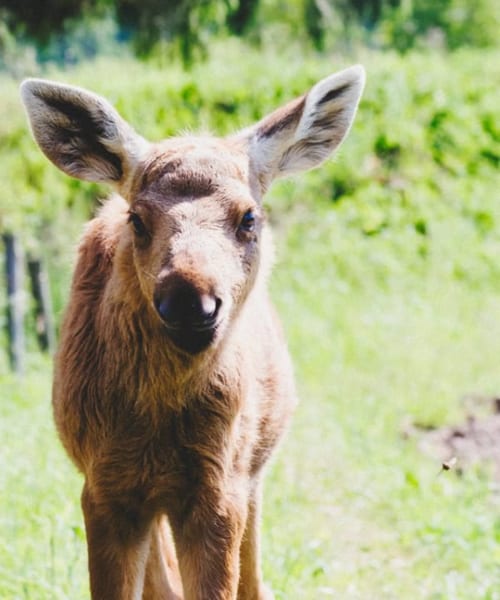 Man Rescues Baby Moose