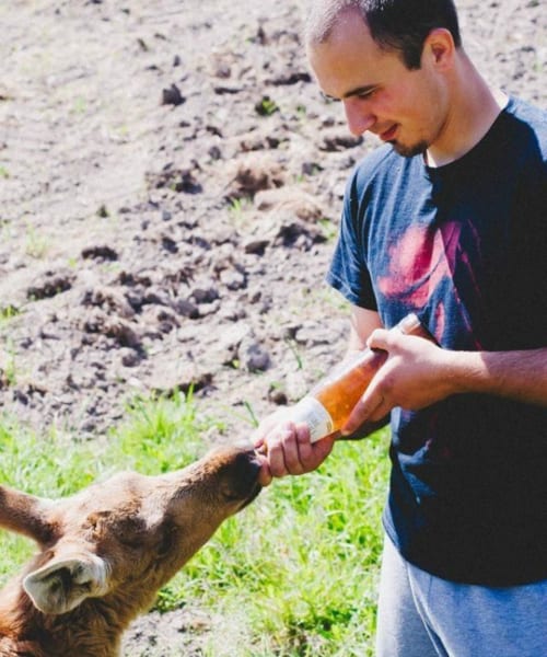 Emma the Moose Rescued