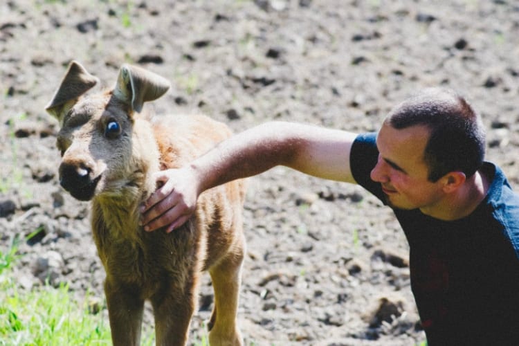 Emma the Moose Rescued