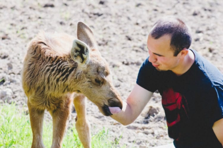 Man Rescues Baby Moose