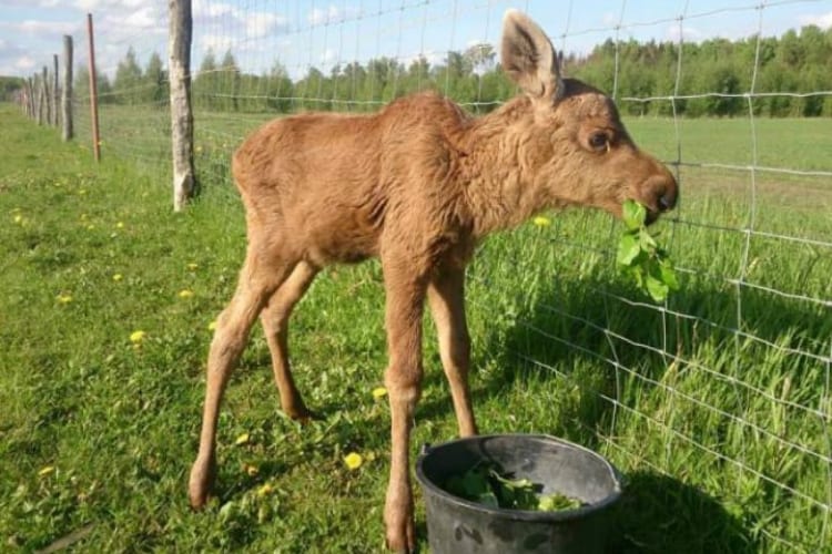 Emma the Moose Rescued