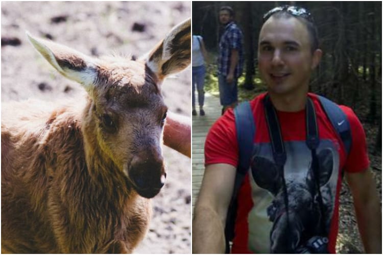 Emma the Moose Rescued