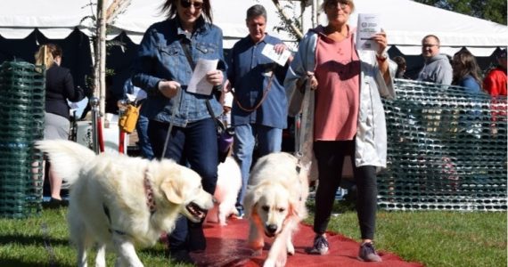 World Record for Largest Dog Wedding