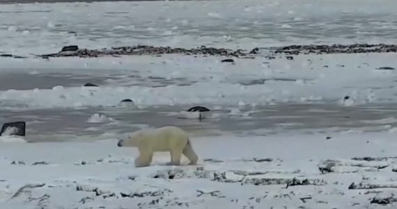 Polar Bear Live Stream