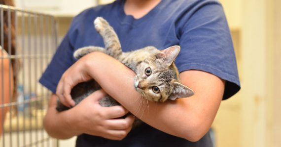 Cost of Adopting a Cat