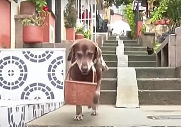 Dog Delivering Groceries Coronavirus
