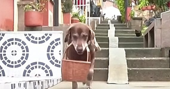 Dog Delivering Groceries Coronavirus