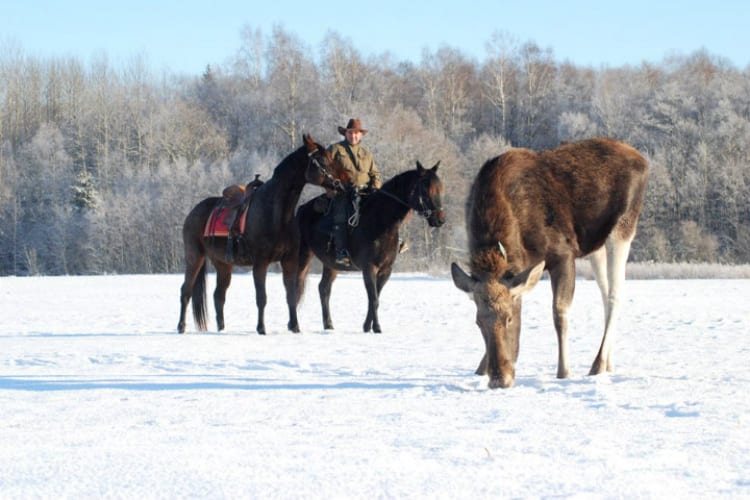 Man Rescues Baby Moose
