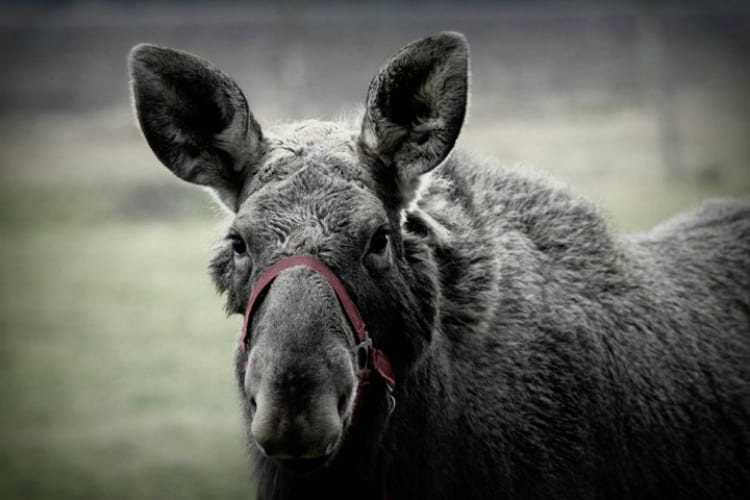 Emma the Moose Rescued