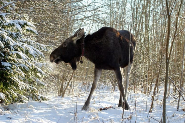 Man Rescues Baby Moose