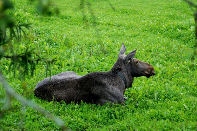 Emma the Moose Rescued