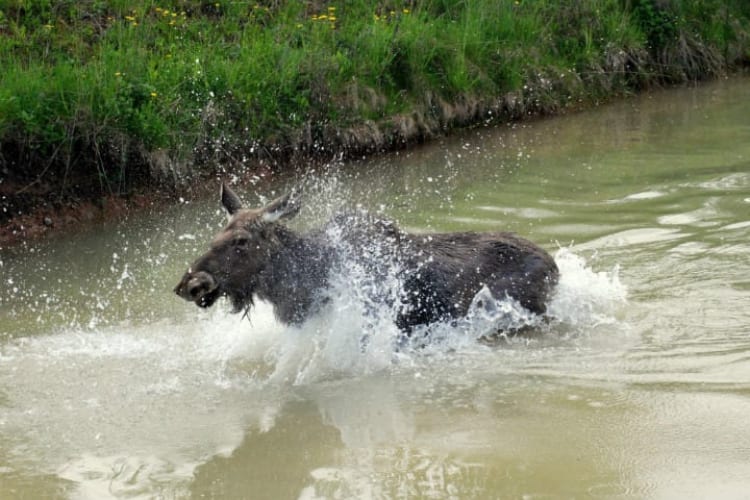 Emma the Moose Rescued
