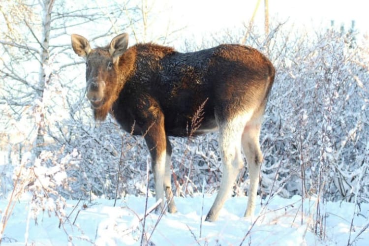 Man Rescues Baby Moose