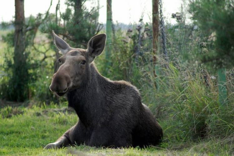 Emma the Moose Rescued