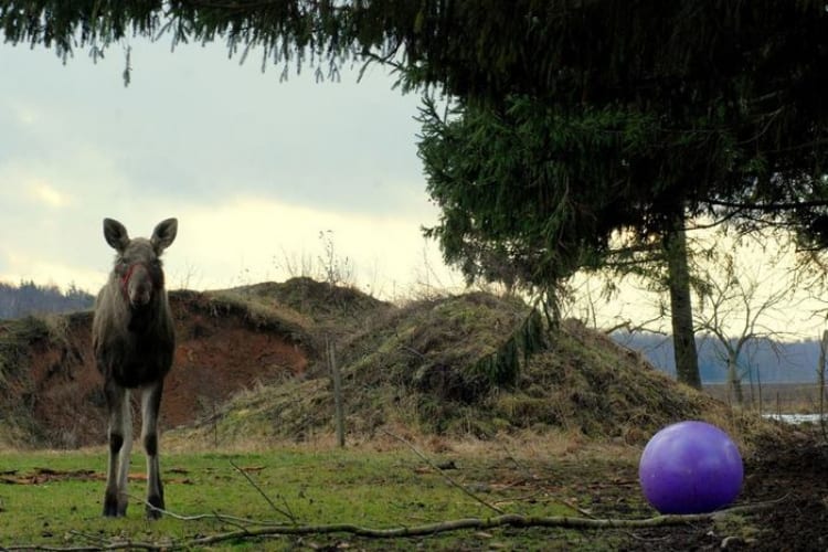 Emma the Moose Rescued