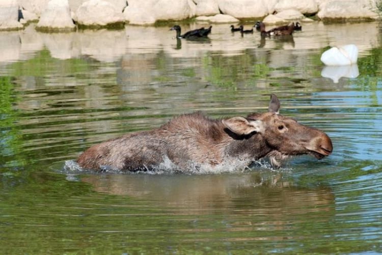Man Rescues Baby Moose