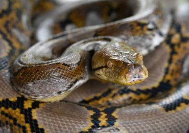 Python Australia Slide