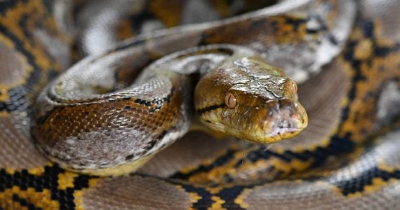 Python Australia Slide