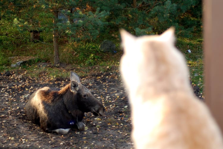 Man Rescues Baby Moose