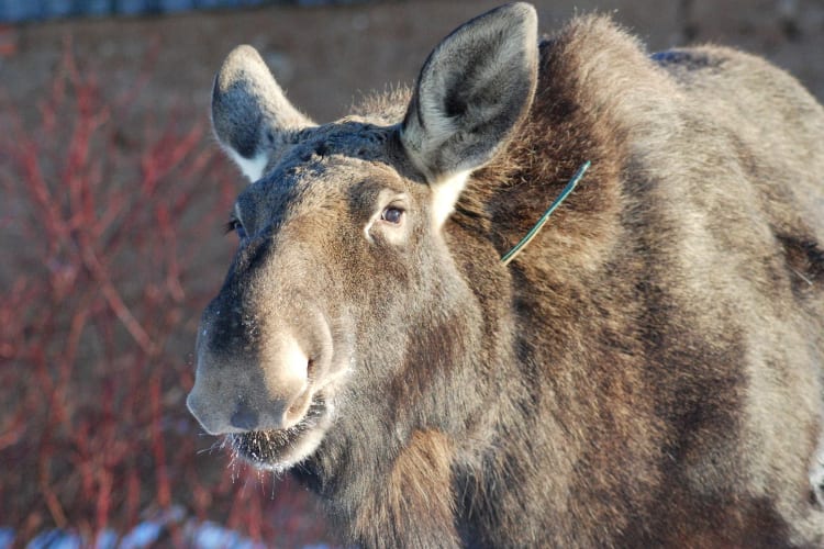 Emma the Moose Rescued