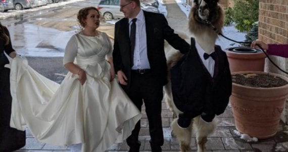 Man Brings Llama To Sister's Wedding