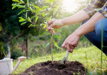 MrBeast 20 Million Trees