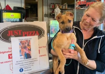 Adoptable Dogs on Pizza Boxes