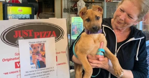 Adoptable Dogs on Pizza Boxes