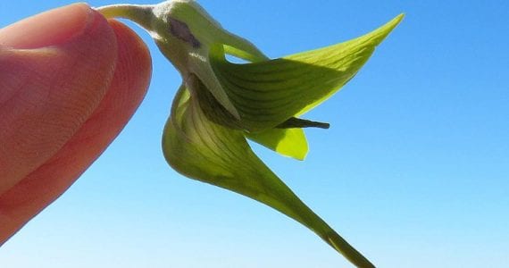 Crotalaria Cunninghamii
