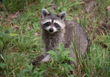 Girl Wakes Up To Find Raccoon In Bed With Her