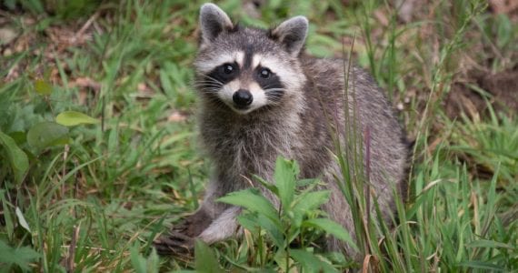 Girl Wakes Up To Find Raccoon In Bed With Her